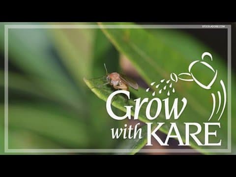 Grow with KARE: How to deal with fungus gnats