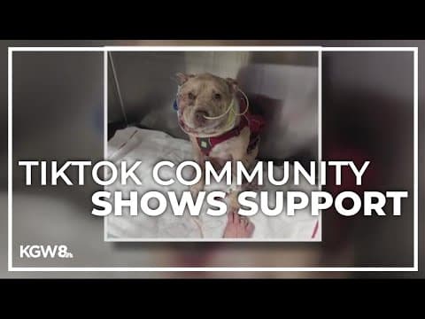 Viral TikTok video leads to outpouring of support for a dog attacked in Vancouver
