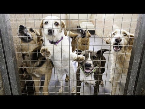 Indianapolis animal shelter waiving impound fees for Thanksgiving weekend