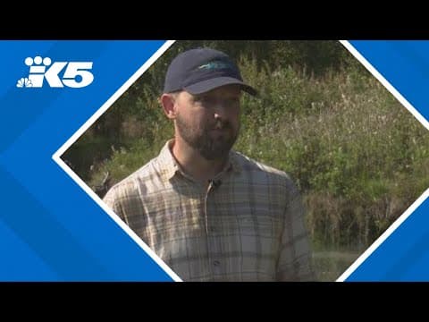 Farmers, Tribe unite to save salmon in drought-stricken Washington river