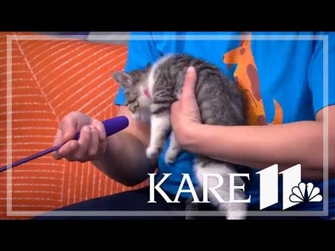 Animal Humane Society fundraises for shelter pets