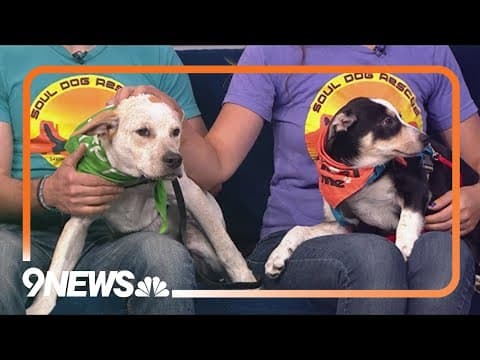 Sweet cattledog-mix puppies need forever homes