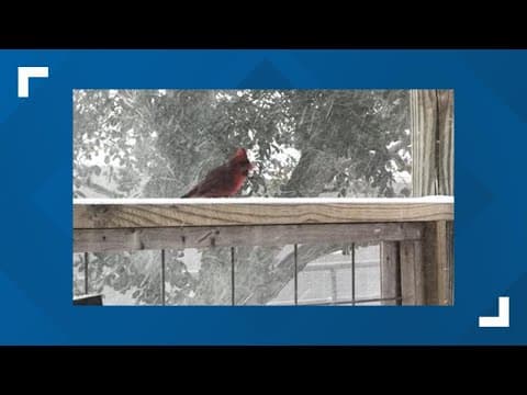 Alvin snow cardinal