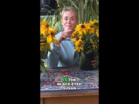 Two flowers that add color to your fall planters