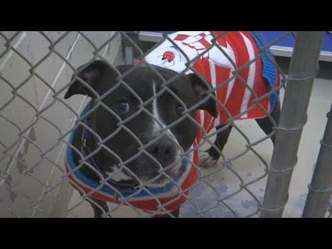 IndyHumane offers foster pet 'sleepovers' during the holidays