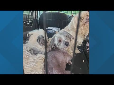 27 dogs rescued from reported hoarding situation in west Columbus