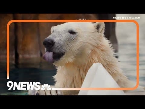 St. Louis Zoo splitting up twin polar bears, one moving west
