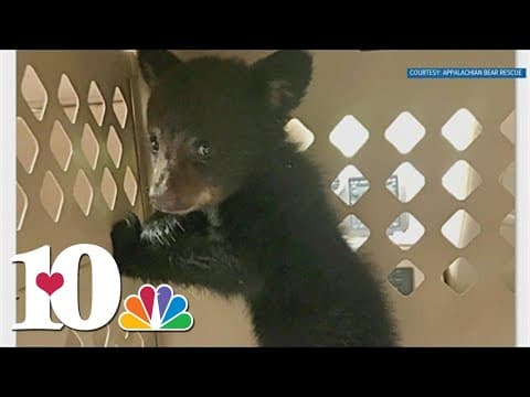 Jan. 22 is now declared a birthday for Black bears