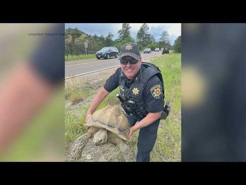 Tortoise found in Douglas County