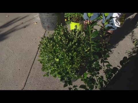 Pat Sullivan's tips for keeping your shrubbery in check