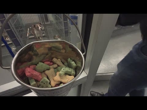 BARC to host free adoption day with hopes to clear Houston animal shelter before Christmas