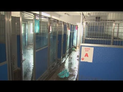 Future uncertain for Lancaster dog training business after flooding