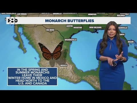 Monarch butterfly migrations are underway. Here's what you need to know