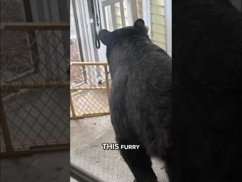 Bear BREAKS INTO Connecticut home!