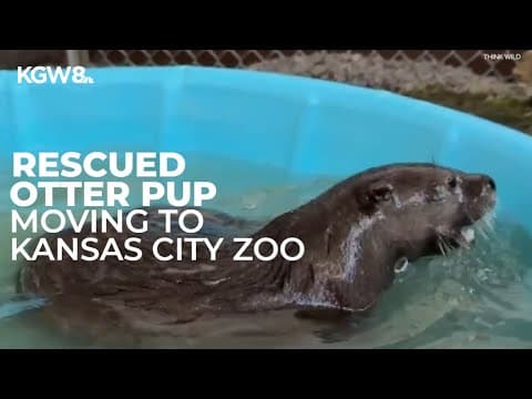 Oregon otter pup moved to Kansas City Zoo