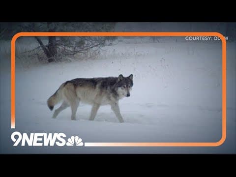 More wolves to be introduced to Colorado, but their origins remain unknown