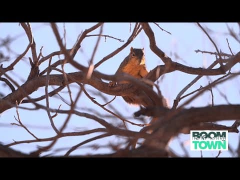 The battle to preserve North Texas wildlife during development — and yes, it comes at a cost