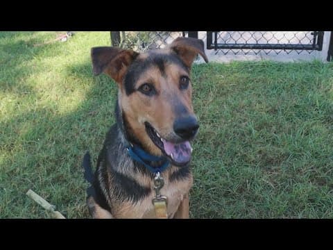 Tailwaggers: Meet Kodiak