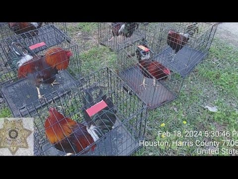 Landowner denies wrongdoing after cockfighting ring bust in north Harris County, constable says