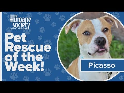 Pet Rescue of the Week: Picasso