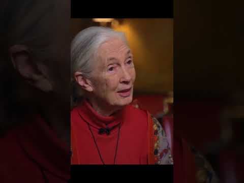 Renowned scientist Jane Goodall dies at 91