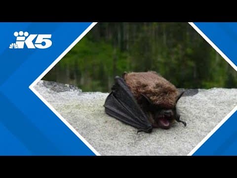 Rabid bat found in Renton