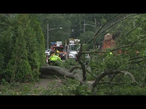 Two pedestrians hurt by a falling tree limb in New Jersey