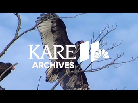 Turkey Vultures (1997) From the Archives