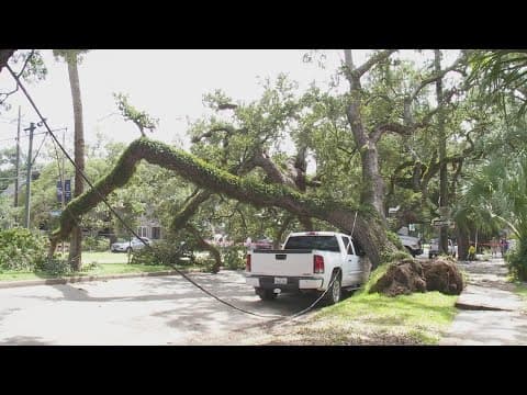 3 live oaks have fallen in the past week