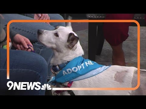 Petline9 | Rice needs a forever home