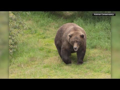 Fat Bear Week 2025 voting kicks off at Katmai National Park