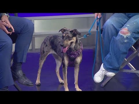 Tailwaggers: Meet Whistle