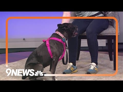 Mrs. Nesbit is looking for a forever home!