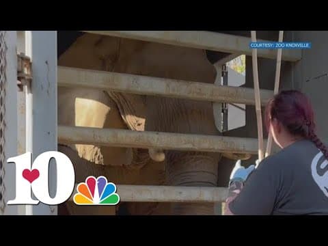 Zoo Knoxville plans public farewell weekend for Edie the elephant