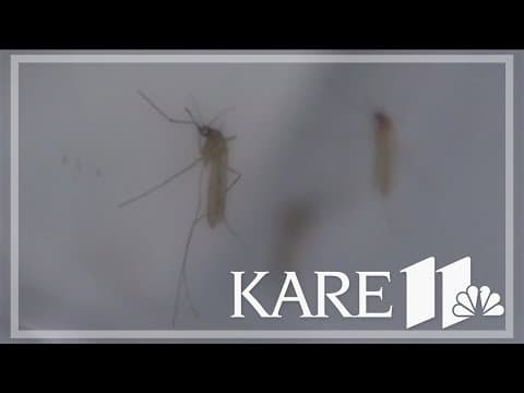 Avoiding mosquito-borne illnesses