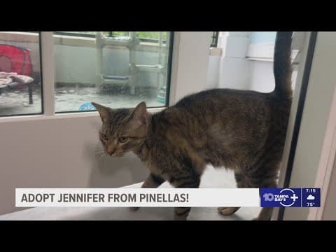 Give Jennifer from Pinellas a fur-ever home!