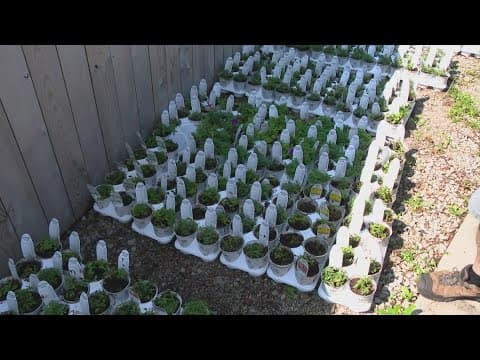 Pat Sullivan's tips on how to bring your plants back to life