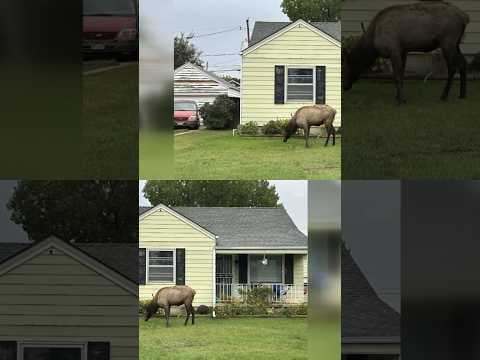Elk Wanders Into Denver Metro Area Looking For Love