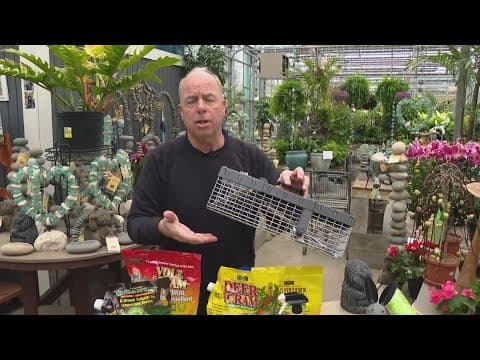 Pat Sullivan's tips for dealing with animals damaging your garden, lawn