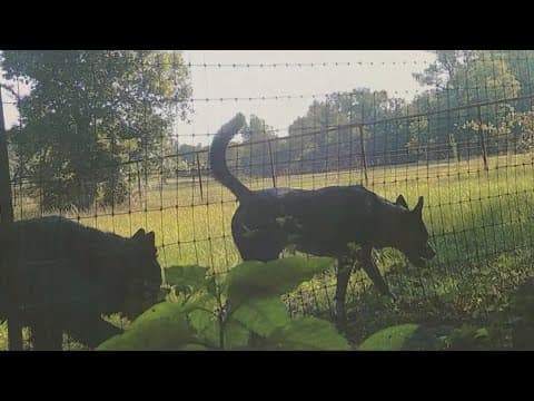 Three Dogs Accused in Fatal Mauling Investigation Released Back To Owner