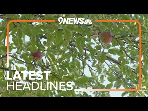Latest Headlines | Denver organizations come together to harvest fruit
