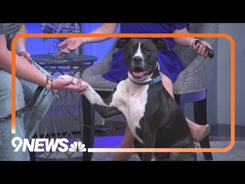 Petline 9: Meet Larry!