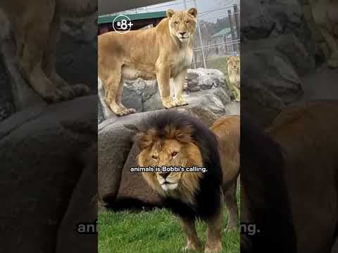 A jaguar named Eddie trades horror for hope at California sanctuary