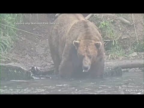 Fat Bear Week winner announced