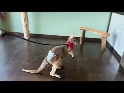 Kangaroo goes to the chiropractor