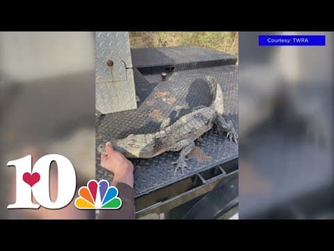 UPDATE: TWRA: Angler reels in alligator at least 3 feet long from East Tennessee lake