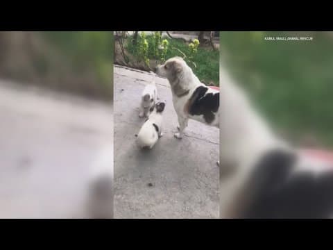 Animals rescued in Afghanistan coming to the U.S. | The Night Cap