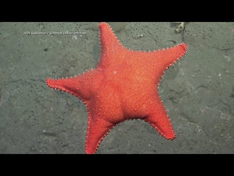 Marine researchers find bootylicious specimen off Argentina coast