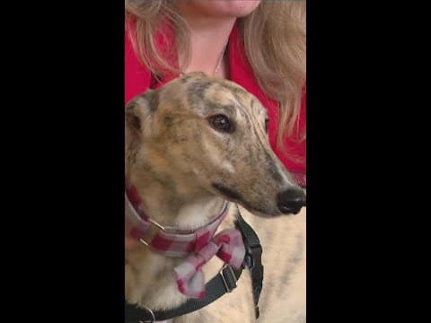 UIndy introduces new live mascot