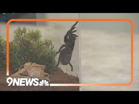 Sunrise Safari: Learning to love tarantulas